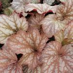 Heuchera <br> Cappuccino Cream