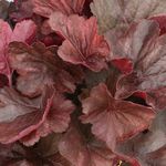 Heuchera <br> Hera Coral Red