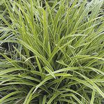 Carex Blue <br> Ice Band