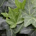 Hedera <br> Green Brigitte