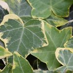 Hedera <br> Golden Child