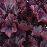Heuchera <br> Hera Indigo Purple