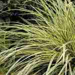 Carex <br> Gold Band