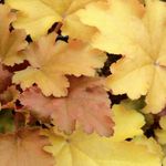 Heuchera <br> Hera Honey Orange