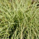 Carex <br> Comans Frosted Curls