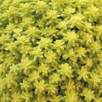 Sedum <br> Tokyo Sun
