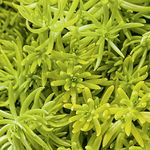 Sedum <br> Gecko