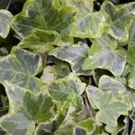 Hedera <br> Mini Kolibri