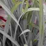Carex <br> Blue Zinger
