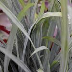 Carex Blue <br> Blue Zinger