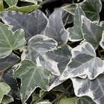 Hedera <br> Eva