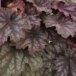 Heuchera <br> Hera Forest