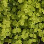 Lysimacchia <br> Goldilocks
