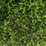 Muehlenbeckia <br> Compact