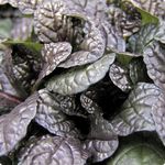 Ajuga <br> Atropurpurea