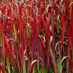 Imperata <br> Red Baron